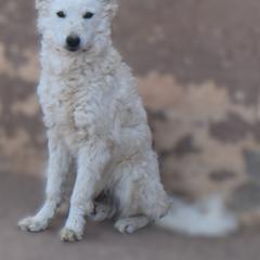Hooch - White male Mudi puppy in Benson, Arizona from Twisted Acres Border Collies and Mudi