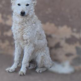 Hooch - White male Mudi puppy in Benson, Arizona from Twisted Acres Border Collies and Mudi