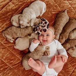 Aussiedoodle and Goldendoodle Puppies from Mackedoodles