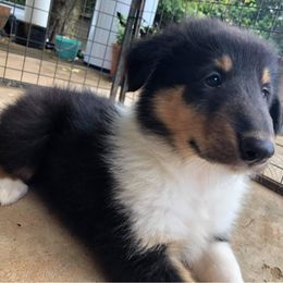 Collie Puppies from Caleb’s Collies