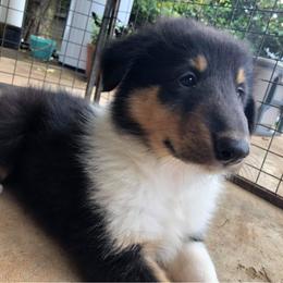 Collie Puppies from Caleb’s Collies
