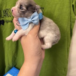 Heavy marked Merle - Blue merle male Pomeranian puppy in Tyler, Texas from Aukland’s Poms