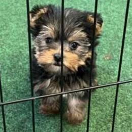 Yorkshire Terriers from Lembke's Yorkies of Duplin County