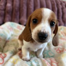 Chai - Piebald male Dachshund puppy in Ocala, Florida from Weenie Boops