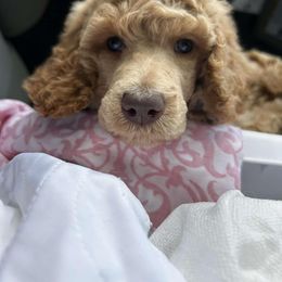 Boy 2 - Cream Poodle puppy in Gate City, Virginia from Four Fillies Farm
