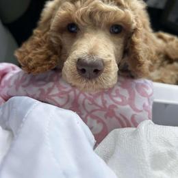 Boy 2 - Cream Poodle puppy in Gate City, Virginia from Four Fillies Farm