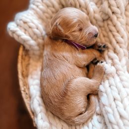 Purple Collar - Red  female Goldendoodle puppy in Corona, California from West Coast Goldendoodles