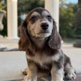 Winston (No breeding homes allowed) - Chocolate and cream male Dachshund puppy in Fayetteville, North Carolina from RRD