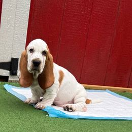 Frank - Red and white male Basset Hound puppy in Pilot Mtn, North Carolina from Lowdown Love Basset Hounds