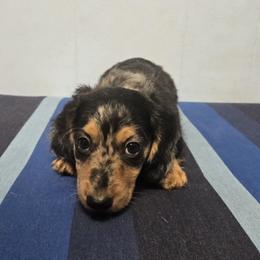 Black and Tan Dapple Male - Dapple male Dachshund puppy in Avon Park, Florida from Dachshunds