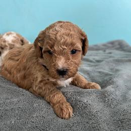 Kit Kat - Red  female Goldendoodle puppy in Pendleton, Oregon from Blushing Doodles