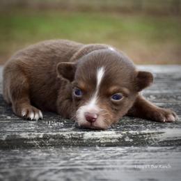 Paris - Red tri female Miniature Australian Shepherd puppy in Evant, Texas from Lazy VT Bar Ranch