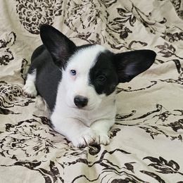 Boy 3 - male Cardigan Welsh Corgi puppy in Myton, Utah from Cardigan Corgi Cuties 💓