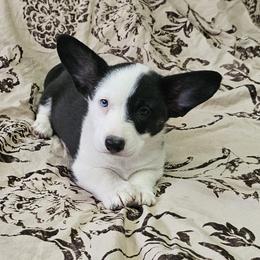 Boy 3 - male Cardigan Welsh Corgi puppy in Myton, Utah from Cardigan Corgi Cuties 💓