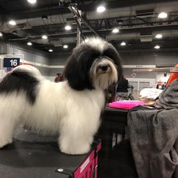 Havanese Puppies from SunWyst Havanese