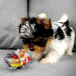 Yorkshire Terrier Puppies from Pixieland Yorkshire Terriers
