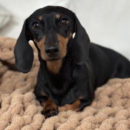 Tootles - Dachshund