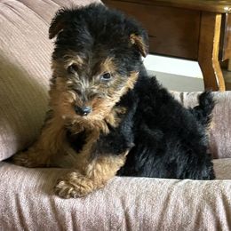 Pansy - Black and tan female Welsh Terrier puppy in Park Rapids, Minnesota from Peggy’s Terriers