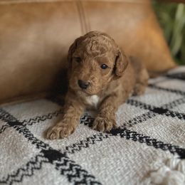 Labradoodle Puppies from Kona's Doodles