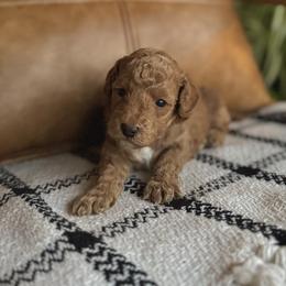 Labradoodle Puppies from Kona's Doodles