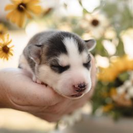 Siberian Husky Puppies from Husky Love and Pups