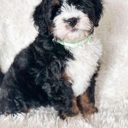 Bernedoodle Puppies from Furry Tail Doodles