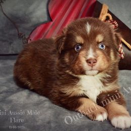 Flare - Red tri-color male Australian Shepherd puppy in Ranger, Texas from Outback Mini Aussies