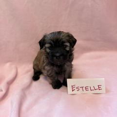 Estelle - Gold sable female Havana Silk Dog puppy in Marlboro, Vermont from Maplewood Silks