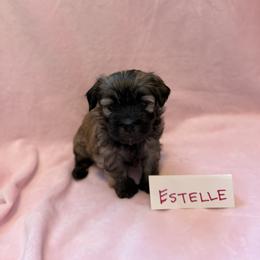 Estelle - Gold sable female Havana Silk Dog puppy in Marlboro, Vermont from Maplewood Silks