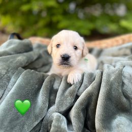 Golden Retriever Puppies from Clover Creek Goldens