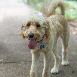 Allie - Goldendoodle