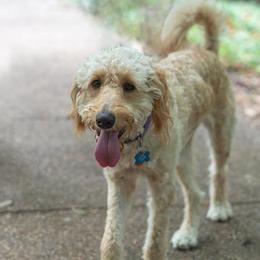 Allie - Goldendoodle