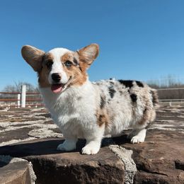 Sky - American Corgi