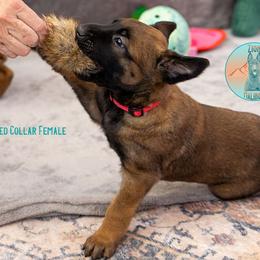 Red Female - Fawn female Belgian Malinois puppy in Fredonia, Arizona from Zion Malinois