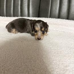 Female 1 - Dapple female Dachshund puppy in Martinsville, Virginia from Rea's Doxies