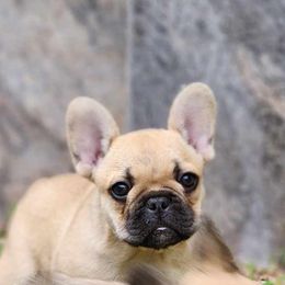 French Bulldogs from Sundry Farm