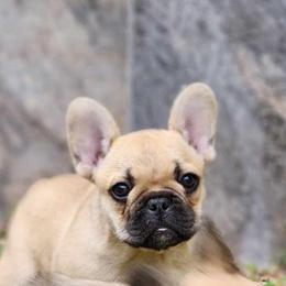 French Bulldogs from Sundry Farm