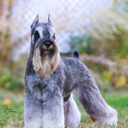 Miniature Schnauzers from ArdenWood Miniature Schnauzers