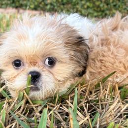 Ruby - Red and white female Shih Tzu puppy in Saint Johns, Florida from BEH Puppies LLC