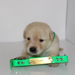 Timber - Yellow male Labrador Retriever puppy in Morrilton, Arkansas from Ancient Dogges Performance Dogs