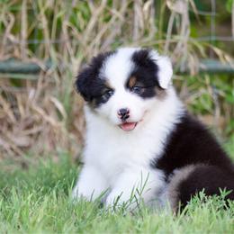 Melody - Black tri-color female Australian Shepherd puppy in Stephenville, Texas from Diamond H Aussies