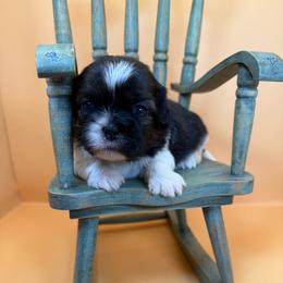 Yuki - Brindle and white male Shih Tzu puppy in Abilene, Texas from L&L Euro Boxers and Small Town Shih Tzus