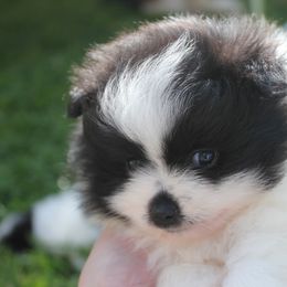 Pomeranians from Southern Palmetto Pomeranians