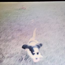 Dachshund Puppies from Hamm Weenies  AKC (Dachshunds)