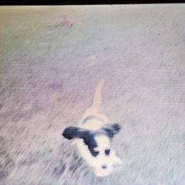 Dachshund Puppies from Hamm Weenies  AKC (Dachshunds)