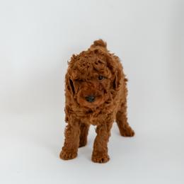 Lucky - Apricot male Goldendoodle puppy in Springfield, Tennessee from BK3 Miniature Goldendoodles