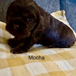 Mocha - Brown and tan female Cocker Spaniel puppy in Memphis, Tennessee from Cordova Cockers