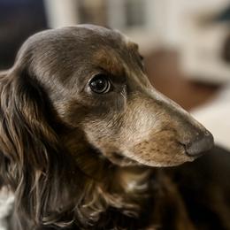 Duke - Dachshund