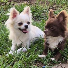 Chihuahua All Grown Up from Angelique Dalley