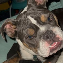 Bulldogs from Streetlight Bulldogs